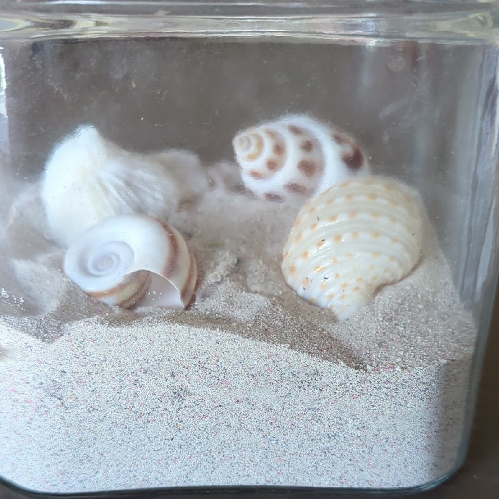 Hand Crafted Cream and Brown  Sea Shell Beach Decor Accents. Calm Restful Space - Picture 5 of 5